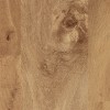 Auckland Oak Van Gogh